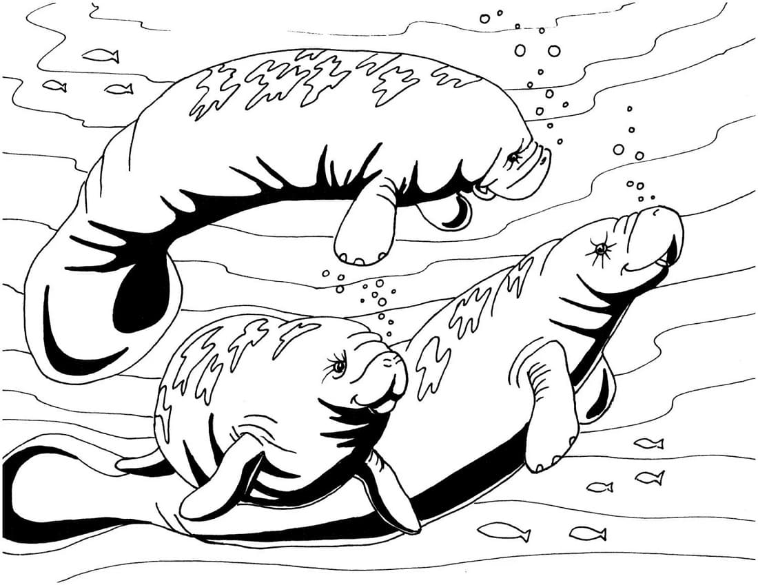 Raskrasil.com-Coloring-Pages-Manatee-19