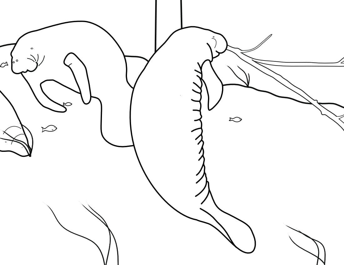 Raskrasil.com-Coloring-Pages-Manatee-2