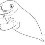 Raskrasil.com-Coloring-Pages-Manatee-21
