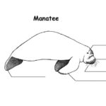 Raskrasil.com-Coloring-Pages-Manatee-22