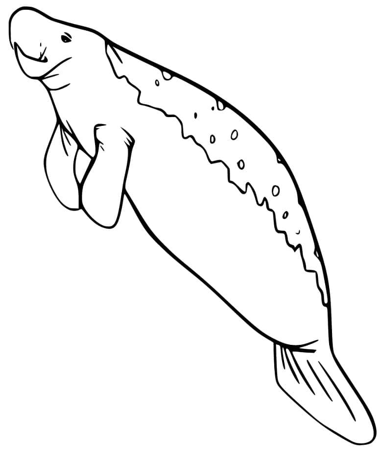 Raskrasil.com-Coloring-Pages-Manatee-23