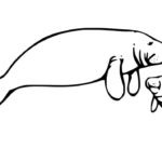 Raskrasil.com-Coloring-Pages-Manatee-24