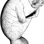 Raskrasil.com-Coloring-Pages-Manatee-25