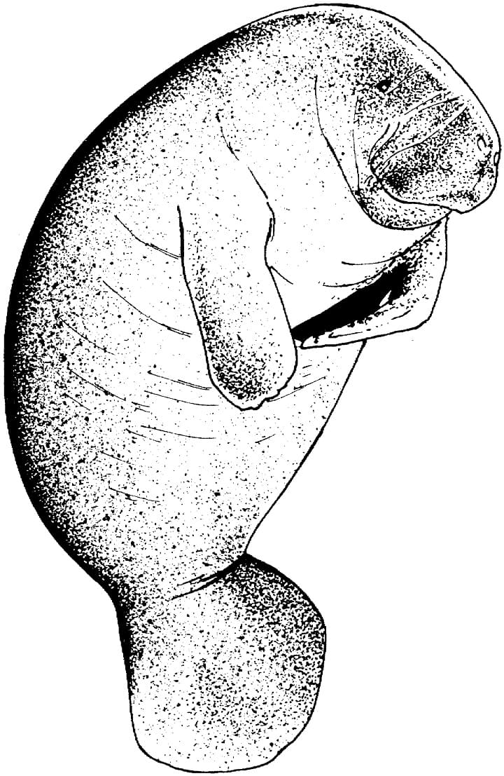 Raskrasil.com-Coloring-Pages-Manatee-25