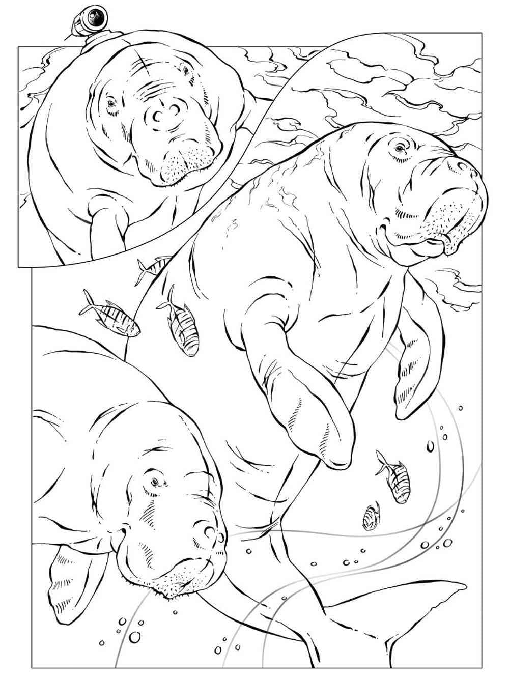Raskrasil.com-Coloring-Pages-Manatee-26