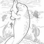 Raskrasil.com-Coloring-Pages-Manatee-27