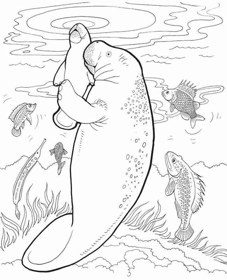 Raskrasil.com-Coloring-Pages-Manatee-27
