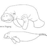 Raskrasil.com-Coloring-Pages-Manatee-3