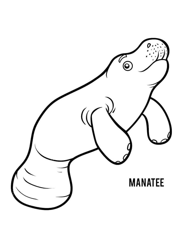 Raskrasil.com-Coloring-Pages-Manatee-35