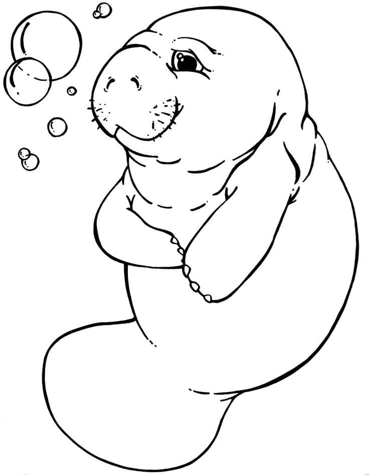 Raskrasil.com-Coloring-Pages-Manatee-4