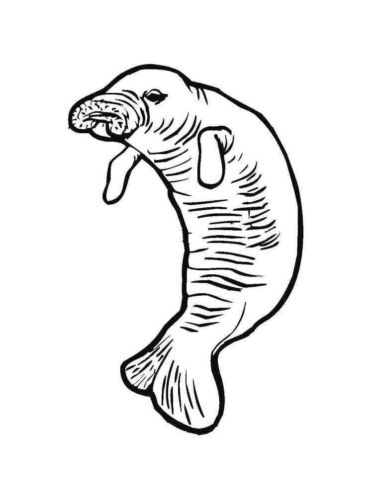 Raskrasil.com-Coloring-Pages-Manatee-41