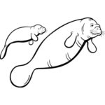 Raskrasil.com-Coloring-Pages-Manatee-42