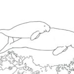 Raskrasil.com-Coloring-Pages-Manatee-43