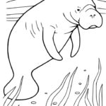 Raskrasil.com-Coloring-Pages-Manatee-49