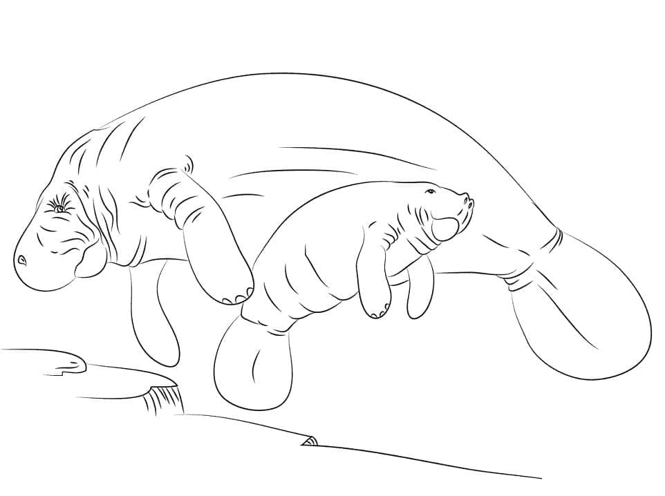 Raskrasil.com-Coloring-Pages-Manatee-51