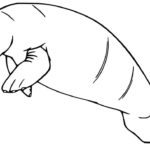 Raskrasil.com-Coloring-Pages-Manatee-56