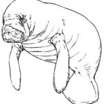 Raskrasil.com-Coloring-Pages-Manatee-8