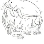 Raskrasil.com-Coloring-Pages-Manatee-9