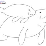 Raskrasil.com-New-Coloring-Pages-Manatee-1