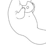 Raskrasil.com-New-Coloring-Pages-Manatee-2