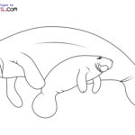 Raskrasil.com-New-Coloring-Pages-Manatee-7