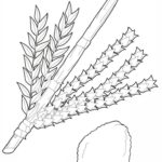 Raskrasil.com-Coloring-Pages-Sukkot-38