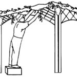 Raskrasil.com-Coloring-Pages-Sukkot-48