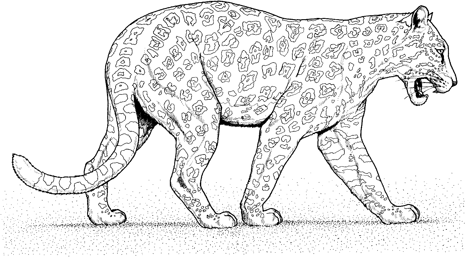 Raskrasil.com-Leopard-Coloring-Pages-4