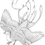 Raskrasil.com-Phoenix-coloring-pages-6