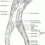 Raskrasil.com-Anatomy-Coloring-Pages-11
