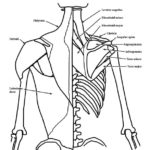 Raskrasil.com-Anatomy-Coloring-Pages-13