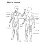 Raskrasil.com-Anatomy-Coloring-Pages-14