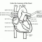 Raskrasil.com-Anatomy-Coloring-Pages-16
