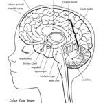 Raskrasil.com-Anatomy-Coloring-Pages-17