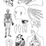 Raskrasil.com-Anatomy-Coloring-Pages-18
