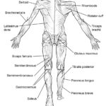 Raskrasil.com-Anatomy-Coloring-Pages-2