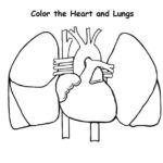 Raskrasil.com-Anatomy-Coloring-Pages-20