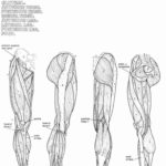 Raskrasil.com-Anatomy-Coloring-Pages-21