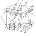 Raskrasil.com-Anatomy-Coloring-Pages-22
