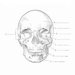 Raskrasil.com-Anatomy-Coloring-Pages-24