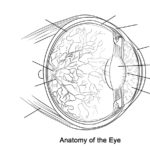 Raskrasil.com-Anatomy-Coloring-Pages-26