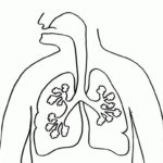 Raskrasil.com-Anatomy-Coloring-Pages-28