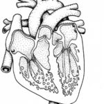 Raskrasil.com-Anatomy-Coloring-Pages-29
