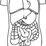 Raskrasil.com-Anatomy-Coloring-Pages-3