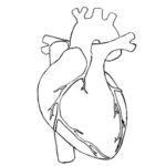 Raskrasil.com-Anatomy-Coloring-Pages-30