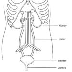 Raskrasil.com-Anatomy-Coloring-Pages-31