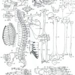 Raskrasil.com-Anatomy-Coloring-Pages-32