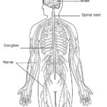 Raskrasil.com-Anatomy-Coloring-Pages-33