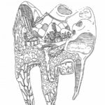Raskrasil.com-Anatomy-Coloring-Pages-34