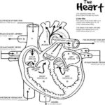 Raskrasil.com-Anatomy-Coloring-Pages-35